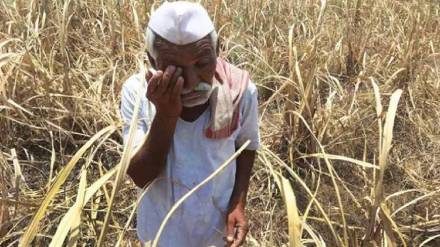 Double sowing crisis looms over Parbhani district