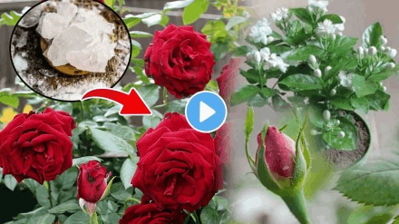 Jawandi rose mogra khat fertilizer for flowers growing tips gardening