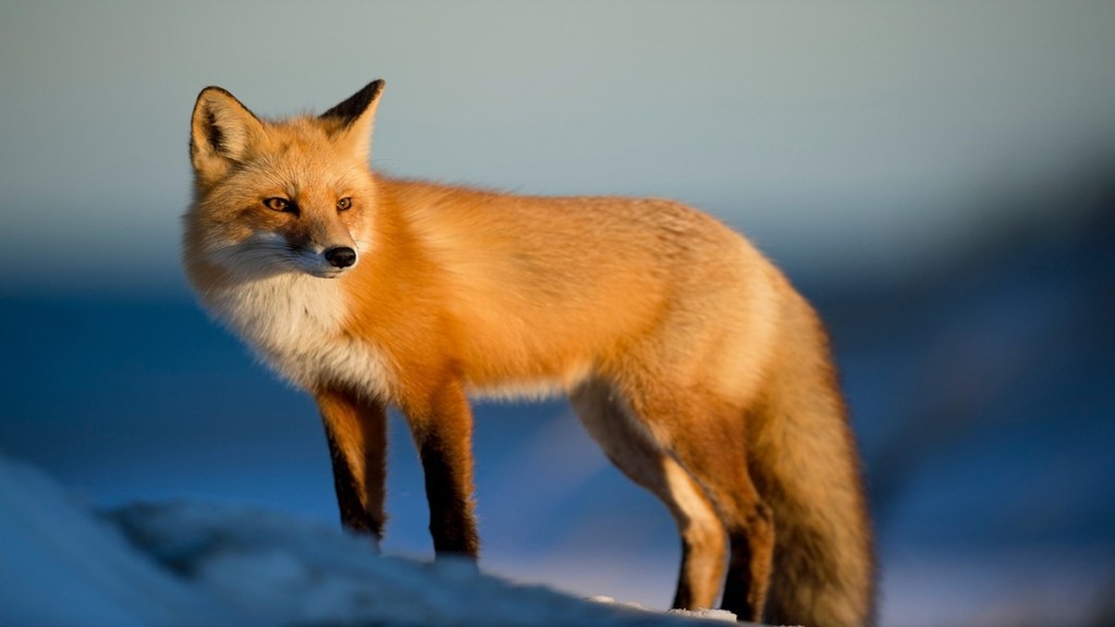 Golden fox died in accident, DPS lake,