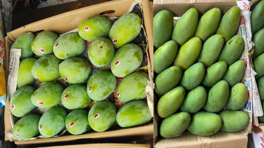 langda and dussehri mangoes arrive from up in pune fruit market pune