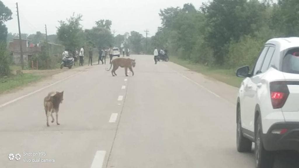 Gondiya tiger spotted walking on road during day