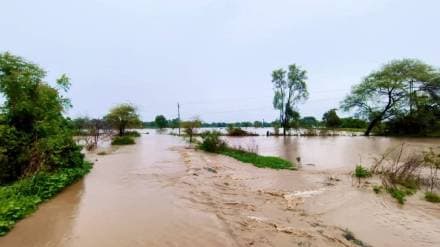 Crop damage due to heavy rain in Akola and Washim districts