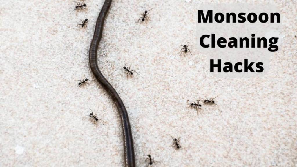 how to get rid of earthworms in home