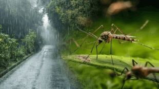 Monsoon tips how to get rid of mosquitoes insects in rainy season solution tips and tricks