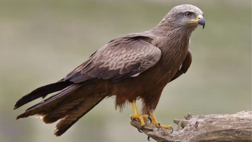 animals with sharp vision in the world
