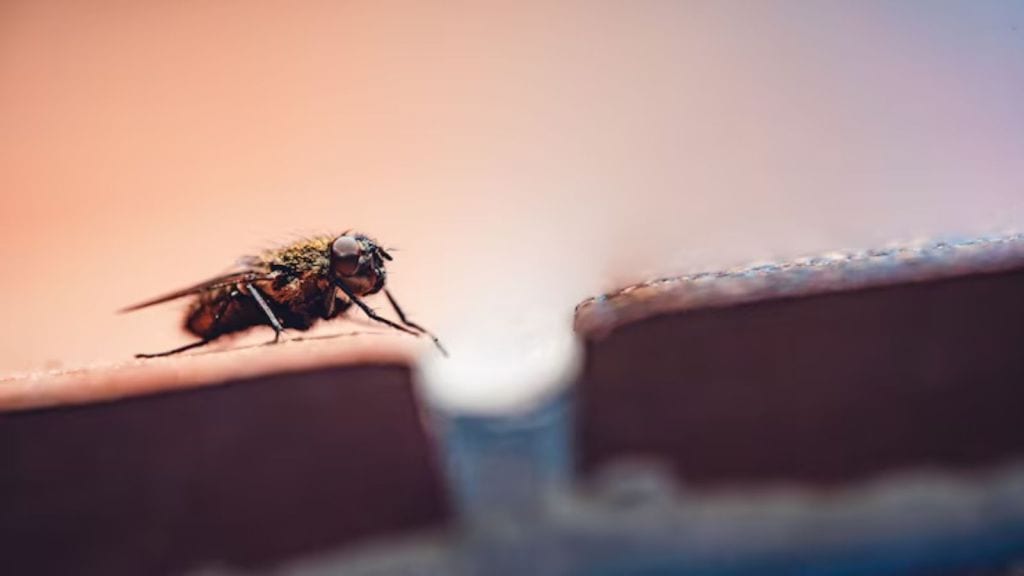flies | makkhi kaise bhagaye | makkhi bhagane ka spray | makkhi bhagane ke upay | makkhi bhagane ka gharelu upay | flies killer spary | fly repellent remedy | fly repellent spray
