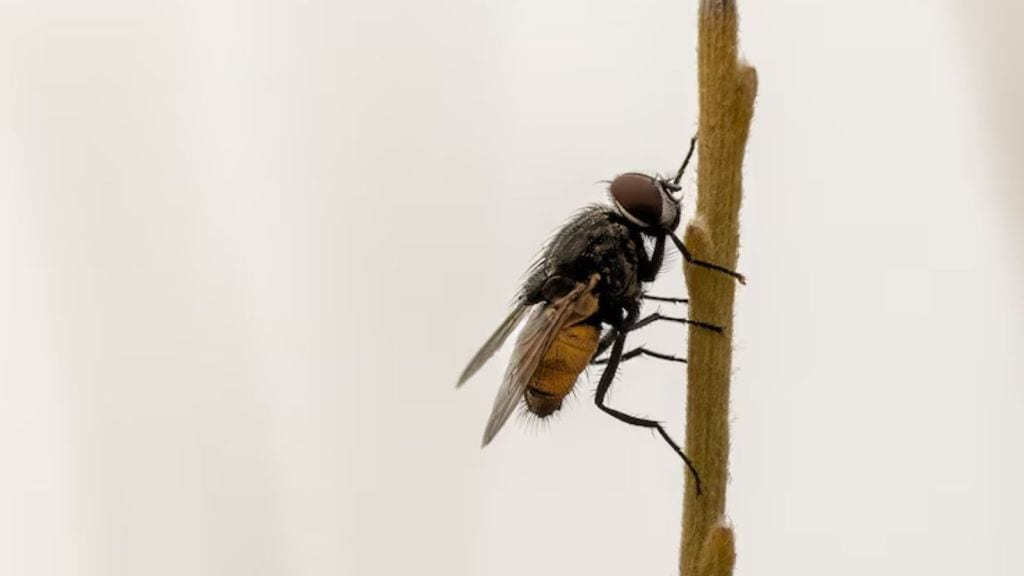 flies | makkhi kaise bhagaye | makkhi bhagane ka spray | makkhi bhagane ke upay | makkhi bhagane ka gharelu upay | flies killer spary | fly repellent remedy | fly repellent spray