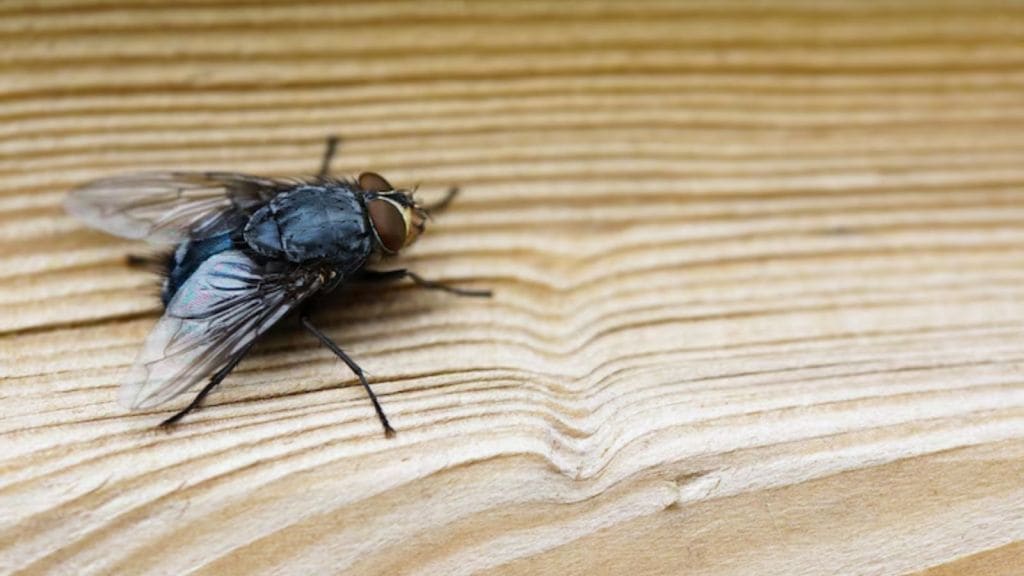 flies | makkhi kaise bhagaye | makkhi bhagane ka spray | makkhi bhagane ke upay | makkhi bhagane ka gharelu upay | flies killer spary | fly repellent remedy | fly repellent spray
