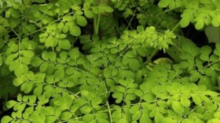 drumstick leaves