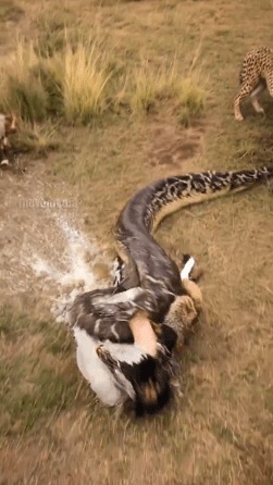 cheetah and a snake is AI-generated