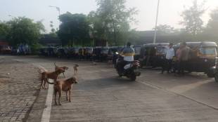 There is an atmosphere of panic among the citizens due to the increased number of stray dogs in Badlapur city