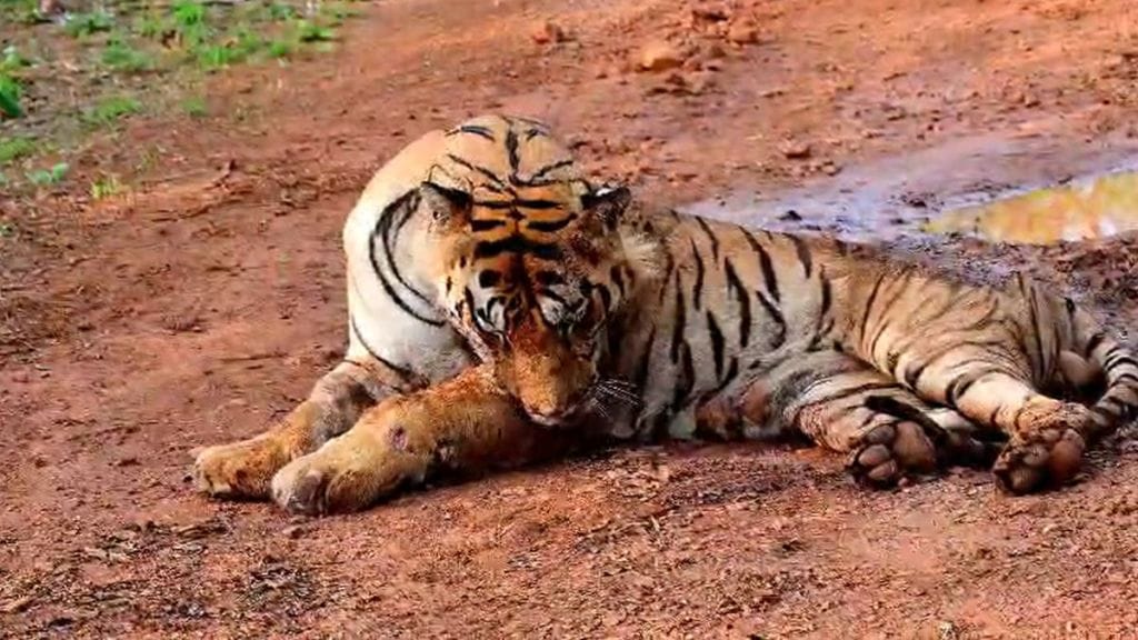 injured tiger Chhota Matka needs treatment Tadoba Andhari Tiger Reserve injured tiger Chhota Matka needs treatment Tadoba Andhari Tiger Reserve