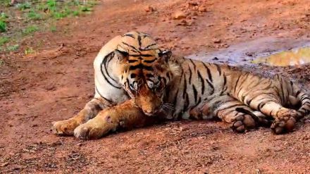 injured tiger Chhota Matka needs treatment Tadoba Andhari Tiger Reserve