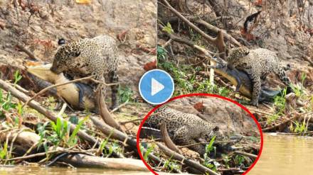 jaguar Kills Crocodile video viral