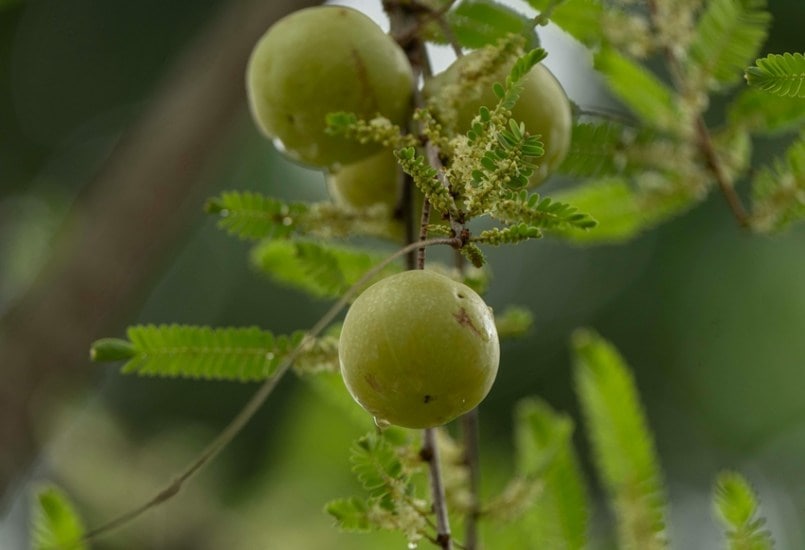 10 Natural Foods for 10 Specialists