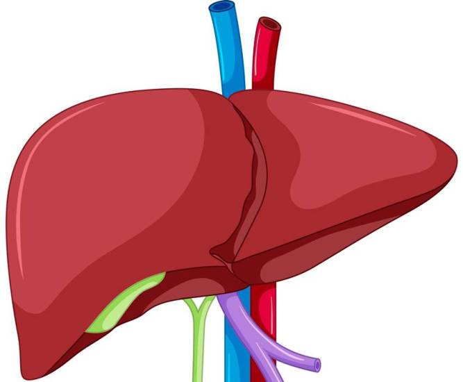 liver detox monsoon