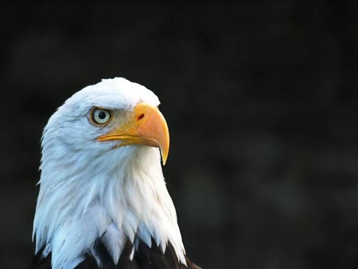 High-Tech Eyes with Trade-Offs Nature Design Balance