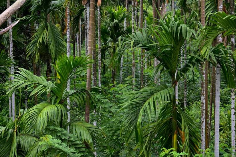 Plants to increase oxygen levels