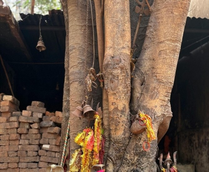 Is It Just Faith The Science Behind the Sacred Peepal Tree Ritual