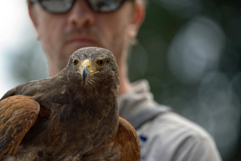 Nature Super Eyes Animals with the Most Extraordinary Vision