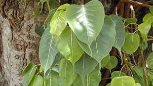 Peepal tree parikrama