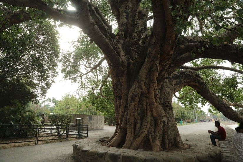 Rituals related to Peepal tree