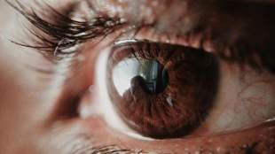 Which Animal Has the Best Eyesight The Answer Might Surprise You