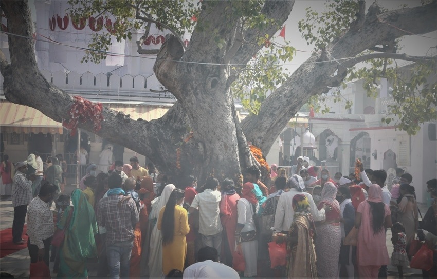 Peepal tree in Vedic texts