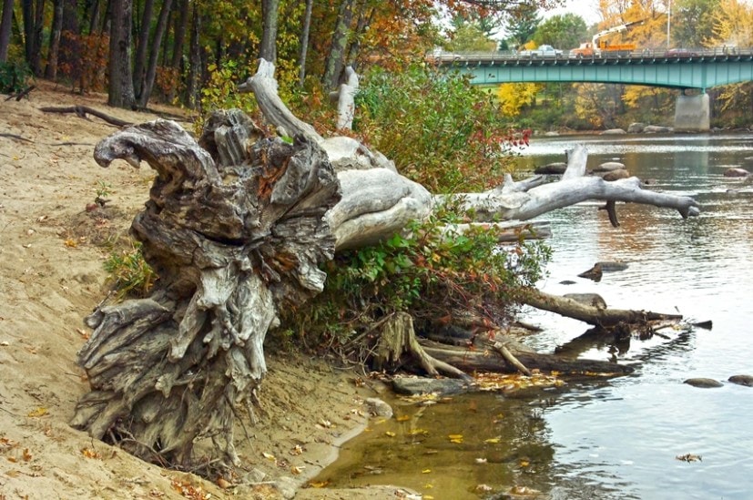 Why Walking Around a Tree Can Change Your Life Secrets of the Sacred Peepal
