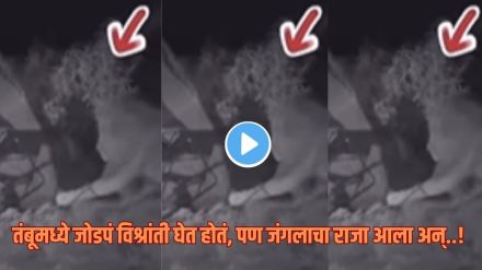 lion enters camping tent