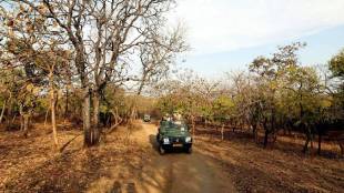 Tourism in tiger reserves in Vidarbha closed monsoon season, jungle safari resume October