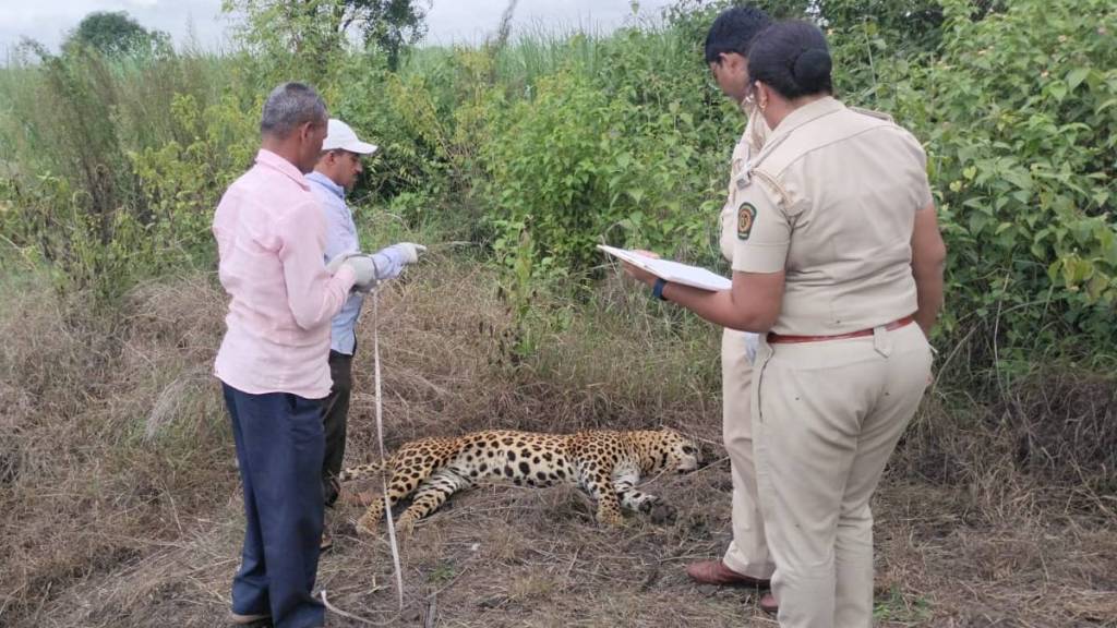 Leopard body found in Sangli Leopard body found in Sangli