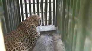 nashik Leopard captured in Dindori