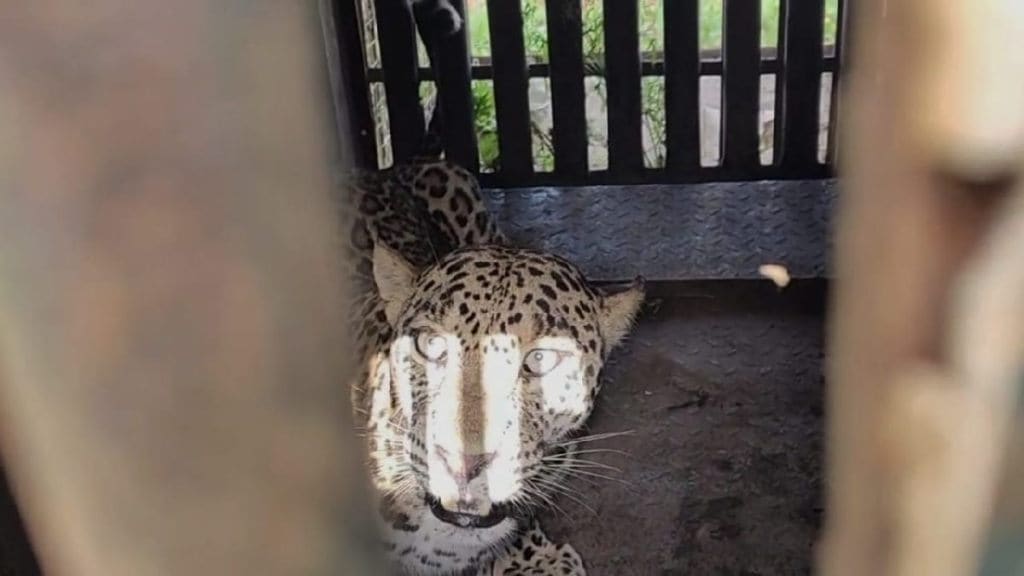 leopard captured in pimpalgaon khamb nashik