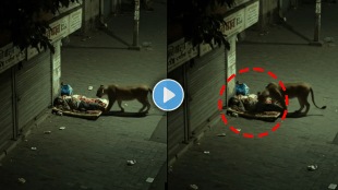 Lion sniffs sleeping man on road shocking video viral on social media