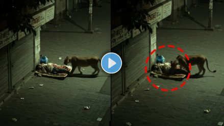 Lion sniffs sleeping man on road shocking video viral on social media