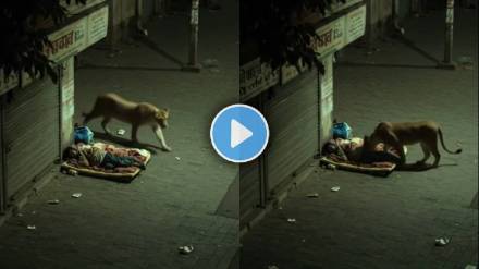 lion shocking video viral