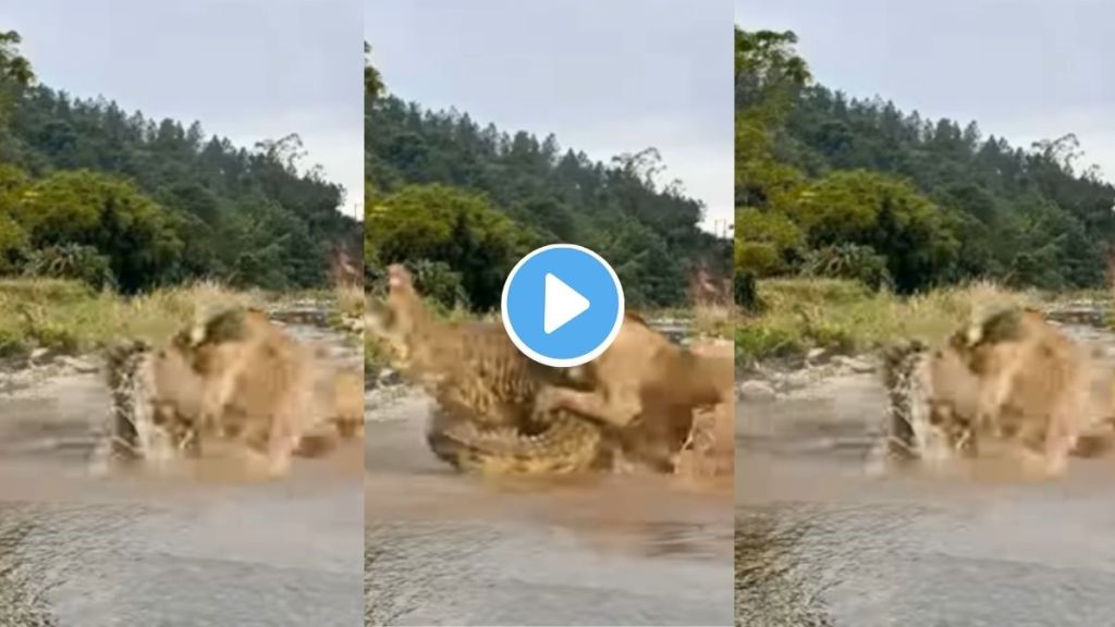 lion vs crocodile Viral Video lion vs crocodile Viral Video