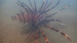 Indian lionfish recorded from Mumbai on the global biodiversity registry website iNaturalist Mumbai print news