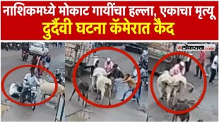 85 Year old Man Dies in Cow Attack At Nashik