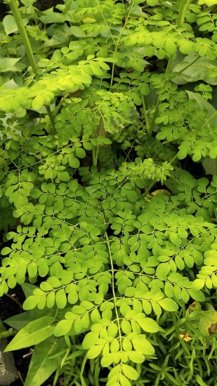 ३. शेवग्याची पाने (Drumstick Leaves)ही भाजी सुपरफूड मानली जाते. यामध्ये आयर्न, कॅल्शियम आणि व्हिटॅमिन A भरपूर प्रमाणात असते. शेवग्याच्या पानांची भाजी किंवा भजी फार पौष्टिक असते. (छायाचित्र स्रोत: पेक्सेल्स)