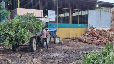 Municipal corporation project to make firewood from tree trunks shut down