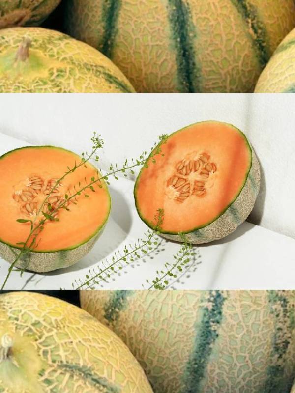 muskmelon benefits,health benefits of muskmelon