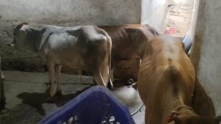 nagpur police is in action mode busted cattle smugglers and rescued cattles ahed of bakri eid