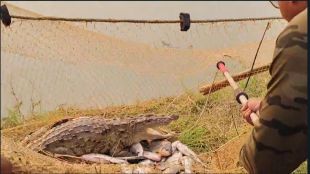 nagpur ramtek crocodile caught in mansar fish pond forest department rescue