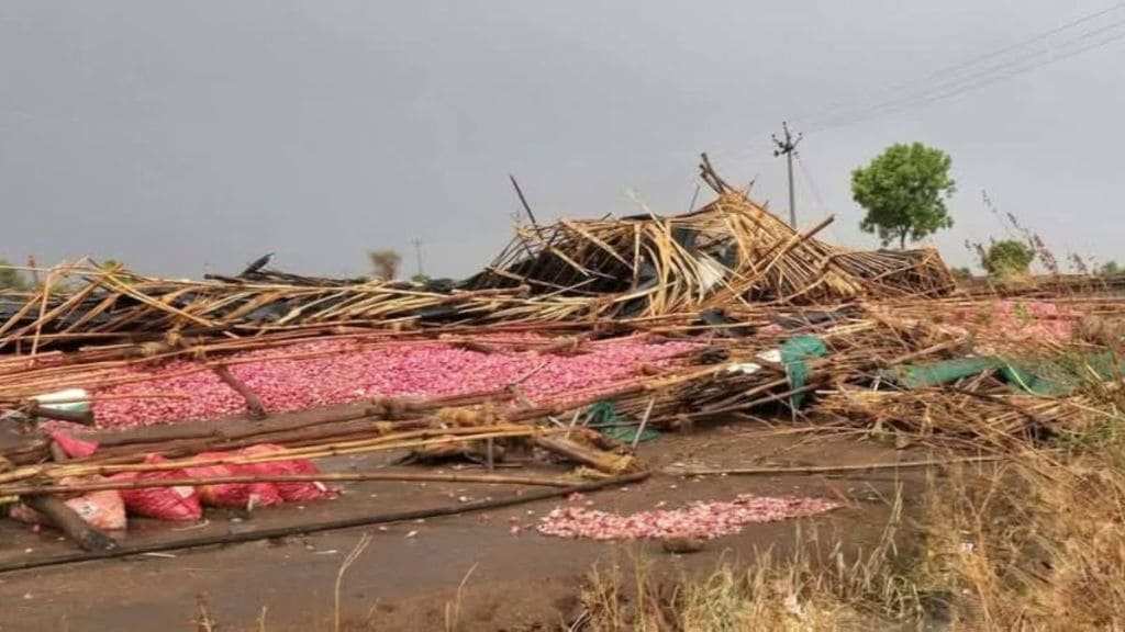 nashik agriculture news unseasonal rain crop loss