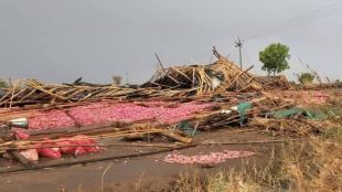 nashik agriculture news unseasonal rain crop loss