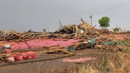 nashik agriculture news unseasonal rain crop loss