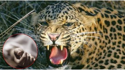 leopard captured on Wednesday after attacking farmer Tuesday in Karwadi Umbri Balapur Shivara area