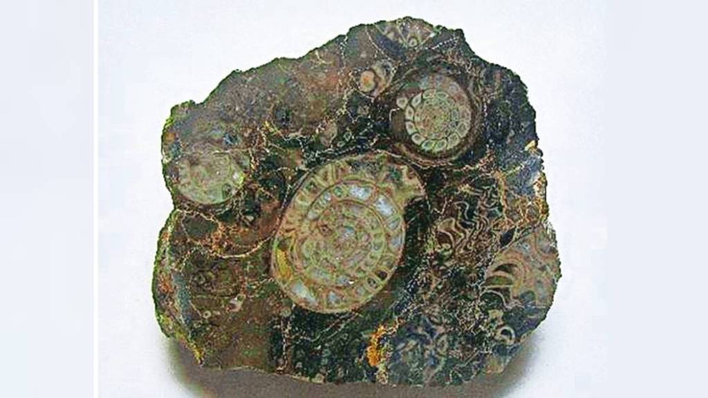fossil restoration news in marathi